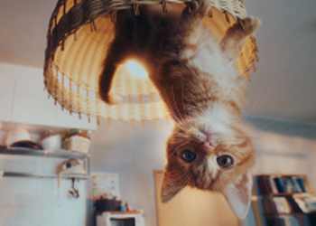 Gravity Rush 2 - забавный японский трейлер игры с милым котенком
