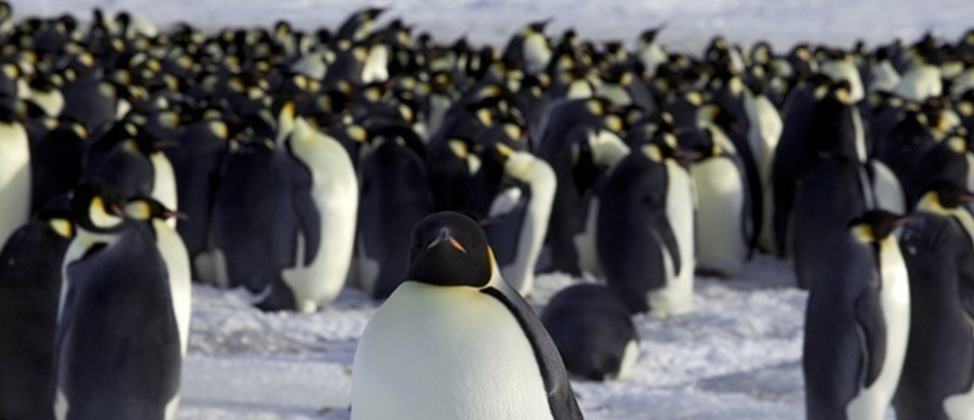 Penguin Wars - объявлена дата выхода в Японии, опубликован свежий трейлер