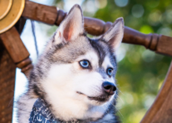 Rare продает календарь с фотографиями собак своих сотрудников - все средства пойдут на благотворительность