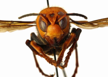 Некстген по-японски: Состоялся анонс шутера про борьбу с гигантскими насекомыми Earth Defense Force 6