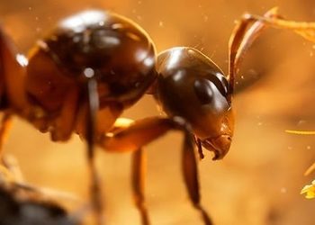 Муравьи покоряют Unreal Engine 5: Анонсирована стратегия Empire of the Ants с фотореалистичной графикой