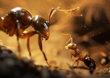 Microids выпустила геймплейный трейлер фотореалистичной стратегии Empire of the Ants на Unreal Engine 5