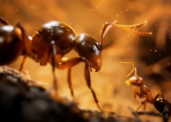 Стратегия про жизнь муравьев Empire of the Ants получит физическое издание на консолях — релиз состоится 7 ноября