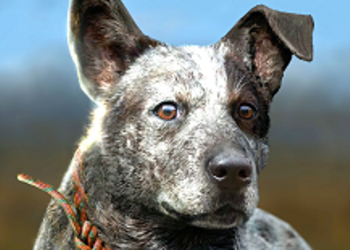 Far Cry 5 - расширенная геймплейная демонстрация шутера Ubisoft