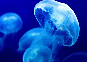 Интересные техно-новости за неделю: медузы-киборги, коронавирус и мировые убытки