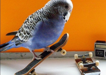 Пернатый Тони Хоук задержится: Релиз игры SkateBIRD перенесен