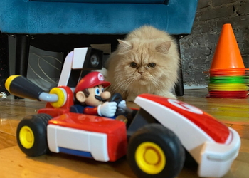 Видео: Mario Kart Live: Home Circuit и домашняя кошка - не лучшая комбинация