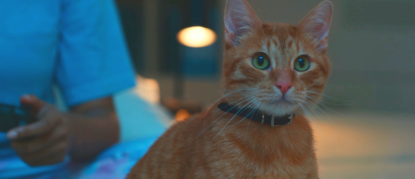 Мастер Чиф становится котиком-диджеем в новой рекламе Xbox Series X от Тайки Вайтити