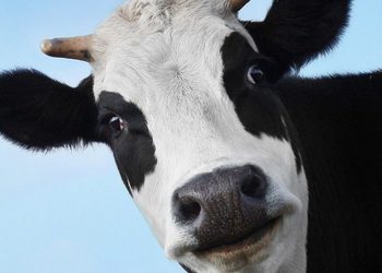 Фермер отправил своих коров в виртуальную реальность для увеличения надоя — результат не заставил себя долго ждать