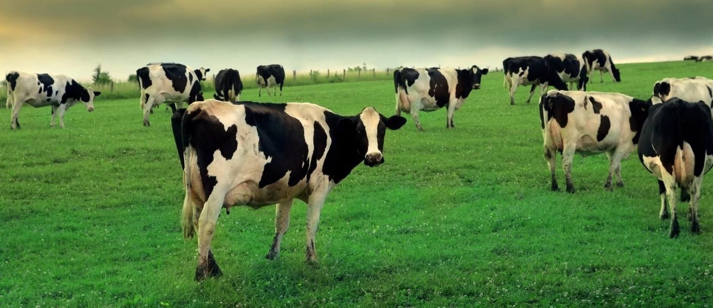 Фермер отправил своих коров в виртуальную реальность для увеличения надоя — результат не заставил себя долго ждать