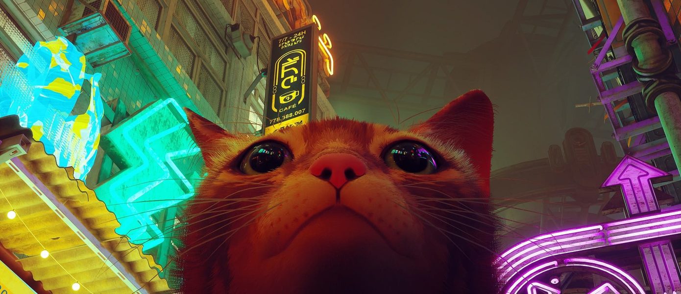 Игра про кота Stray помогает собирать деньги на помощь бездомным животным