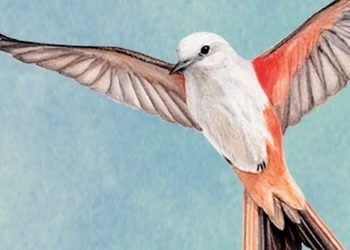Карточная стратегия о птицах Wingspan выйдет на PlayStation 4 и PlayStation 5 — ожидаются физические издания