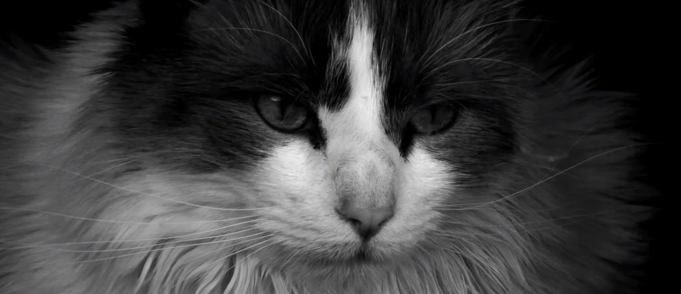 Кошачий торнадо в трейлере фильма Catnado