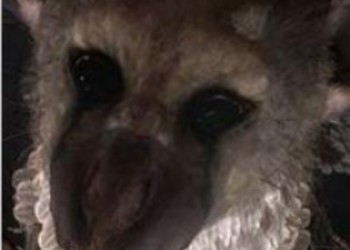 The Last Guardian покажут на TGS