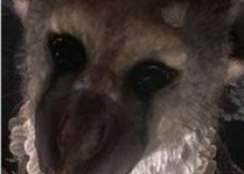 Слух: дата выхода Last Guardian