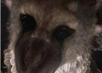 Sony не забыла о Last Guardian