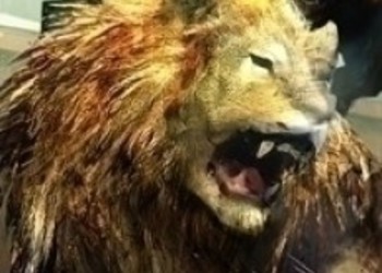 Подтверждена дата релиза Tokyo Jungle в Европе