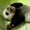 Panda69