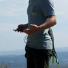 dallatrees