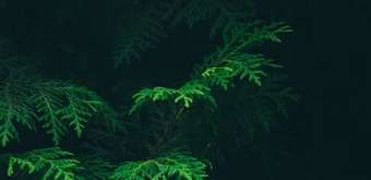 algalgia
