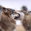 ZWolf