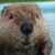 Beaver_from_Bolivia