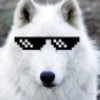 WhItEWoLF
