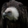 Vulture